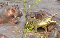 非洲笨鳄鱼偷袭小河马 反遭30只成年河马围咬