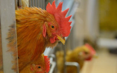 丹麦Næstved市爆低致病性H5禽流感 禽肉及禽类产品暂停进口