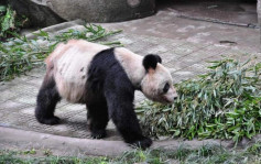 肝硬化導致多器官衰竭 重慶動物園25歲大熊貓靈靈病逝 