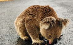 【澳洲山火】树熊路边狂舔雨水 可怜样令人心碎