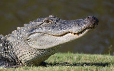 南卡州妇人池塘内遭鳄鱼袭击 警方抢救无效
