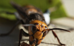 美國發現首亞洲大黃蜂蜂巢 當局料州內或有更多同類蜂巢