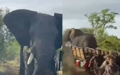 南非大象发情狂撞观光车 3女学生死里逃生