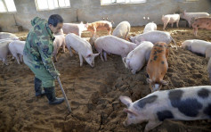 【非洲猪瘟】内地禁止从蒙古输入猪及野猪等产品
