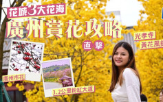 廣州賞花攻略！直擊「花城」3大花海 光孝寺金黃花海/市花木棉盛放 附地點/交通