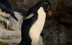 美國一企鵝患有關節炎 動物園打造特製靴子