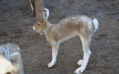 堪称兔界超模 北海道雪兔拥长腿有原因