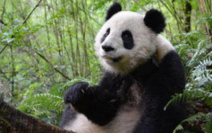 首批放生大熊貓「和盛」死亡　曾遭不明動物攻擊