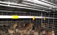 德國及日本爆H5N8禽流感 港暫停進口禽類產品