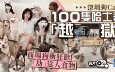 深圳100隻哈士奇「集體越獄」在商場爆衝狂歡　還「搶劫」了顧客的食物 ︱有片