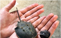 中國鱟瀕危 海洋公園一連兩天保育日介紹馬蹄蟹