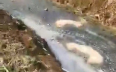 江蘇68豬屍被棄河溝 官方排除非洲豬瘟處分20人
