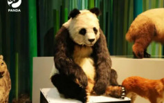 仿生大熊貓機械人亮相成都 全球首隻