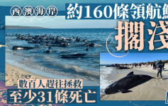 160多条领航鲸搁浅西澳海岸  至少31条死亡