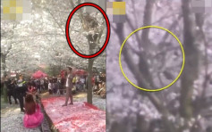 内地民间歌手企树底演唱 助手爬树自制「樱花雨」效果