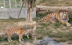 动物园老虎疑似呕「黄胆水」 园方称吐出胃中毛发