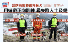 消防自家繁育搜救犬 用遊戲正向訓練助尋失蹤者│星島獨家