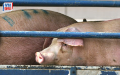 非洲猪瘟｜元朗再有猪场验出  场内逾1700头猪须销毁  实施验猪尸后首揭