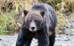 美国猎人国家公园暨保护区内遭灰熊袭击致死 成立40年来首次