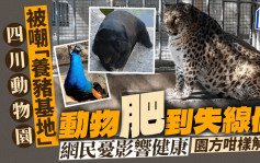 孔雀金錢豹黑熊肥得不尋常   四川動物園獲封「養豬基地」