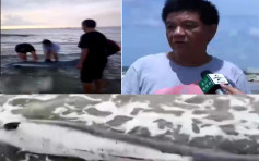 海豚受傷擱淺 廣東警民合力救助放歸大海