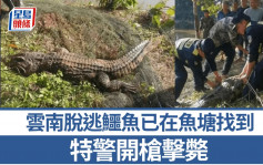 3米長巨鱷鐵籠「越獄」 雲南特警開槍擊斃