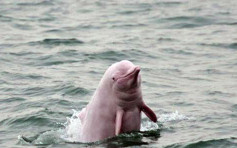 中華白海豚被列藥用研究 涉事機構疑「秒刪文」