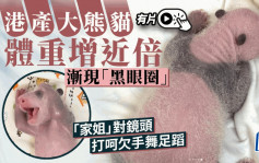 港产大熊猫｜「家姐」对着镜头打呵欠手舞足蹈 护理员助伸展筋骨