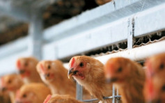比利時發現染禽流感野鴨 下令限制禽鳥行動