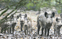 種群數量過高或造成危害 野豬被剔出「三有動物」名錄