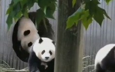 四川瀘定地震｜強震嚇倒熊貓速逃畫面曝光 網民 : 原來熊貓可以跑這麼快