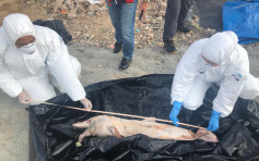 机场三跑工程海面发现严重腐烂中华白海豚尸体