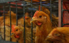 荷蘭丹麥分別爆高致病性H5N1及H5禽流感 港暫停進口禽類產品