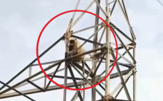 被困高壓電線塔 印度頑猴160呎躍下逃走