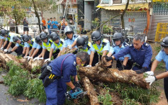 多區塌樹阻交通 警員頻出動合力抬樹清理現場