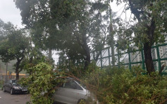 【天鸽袭港】台风期间692宗塌树 121人受伤