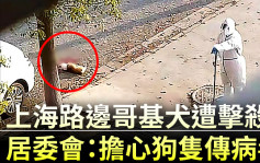 上海路邊哥基犬遭擊殺 居委會：擔心狗隻傳病毒