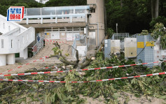 颱風泰利｜發展局高度關注南灣塌樹事件 指已提醒相關部門盡快移除有問題樹木