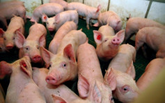 【中美貿易戰】中國取消3247噸美國豬肉進口訂單