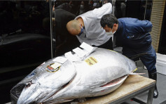 东京丰洲市场新年竞投 最高价蓝鳍吞拿鱼疫下身价大跌至157万
