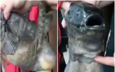 疑受福岛核泄漏污染变异 俄渔民捕获「双嘴怪鱼」