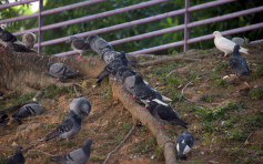 觀鳥會保育主任指 亂餵野鴿或傳播疾病
