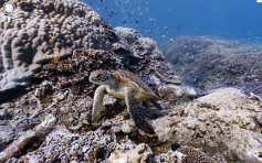 澳洲大堡礁有纪录以来最热2月 珊瑚大规模白化 