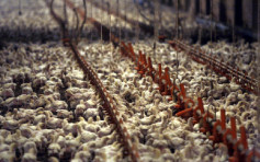 英科學家研基因改造雞 有望阻新一輪流感大流行