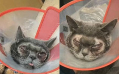 南京主人花逾萬元為貓割雙眼皮 網民炮轟：考慮過貓的感受嗎？