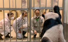 大熊猫「团团」病况急转直下 两名大陆专家抵达台北探视