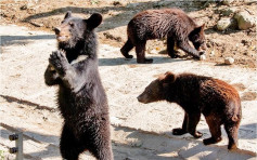 網傳動物園員工假扮黑熊 園方無奈澄清：都是真熊