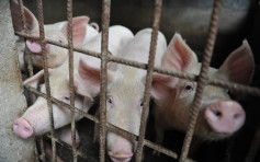 因应爆发非洲猪瘟 菲律宾进入国家灾难状态