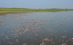 20萬斤魚「熱死」遼寧百萬元死魚浮屍堆滿湖