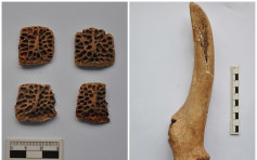 陕西镐京遗址发现鳄鱼骨板　西安远古时代疑有野生鳄鱼出没